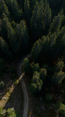Nature of Kopaonik National Park in Serbia in warm autumn season. Aerial view of green pine forest and narrow rural road. © Ekaterina