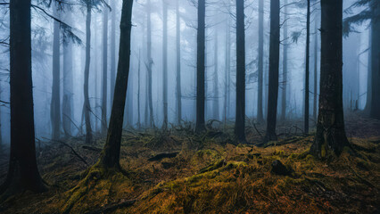 Obraz premium Mysterious, Blue-toned foggy roll through the cold forest among high trees.