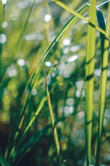 Close-up of green grass blades in sunlight with bokeh