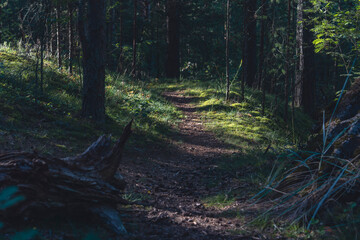 Sun-dappled forest with tall pine trees and shadowed ground