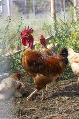 chicken with a vibrant red comb, roaming freely on a farm. Captures the rustic, natural setting of free-range poultry farming, emphasizing sustainable and organic agriculture practices in a rural
