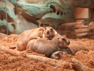 Baby Woodchucks