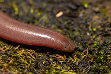 Close-up of a Bibron’s Blind Snake (Afrotyphlops bibronii)