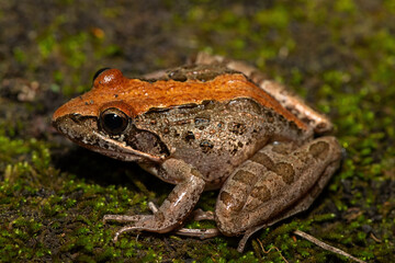A beautiful Clicking Stream Frog, also known as a Gray’s Stream Frog or Spotted Stream Frog (Strongylopus grayii), in the wild in KwaZulu-Natal, South Africa