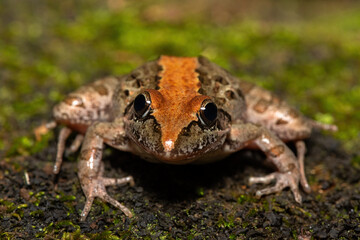 A beautiful Clicking Stream Frog, also known as a Gray’s Stream Frog or Spotted Stream Frog (Strongylopus grayii), in the wild in KwaZulu-Natal, South Africa