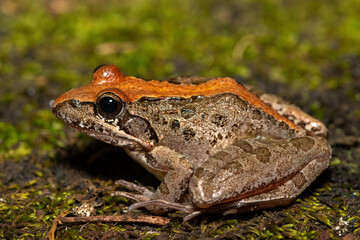 A beautiful Clicking Stream Frog, also known as a Gray’s Stream Frog or Spotted Stream Frog (Strongylopus grayii), in the wild in KwaZulu-Natal, South Africa