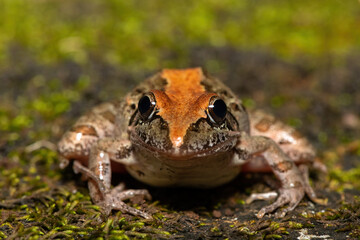 A beautiful Clicking Stream Frog, also known as a Gray’s Stream Frog or Spotted Stream Frog (Strongylopus grayii), in the wild in KwaZulu-Natal, South Africa