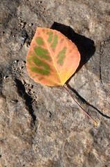 Leaf on Rock in the Fall