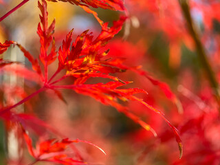 Autumn nature vibe. Colorful leaves in the wind.