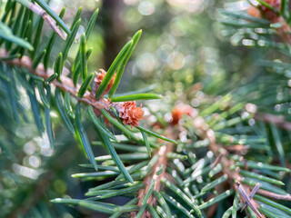 Close up of coniferous tree, needles of evergreen plant