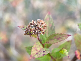 Dried flowers with seeds in autumn