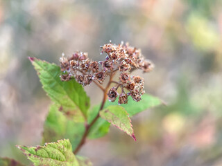 Dried flowers with seeds in autumn