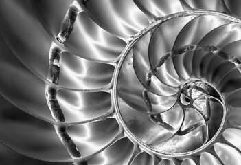 Intricate Black and White Nautilus Shell Close-Up