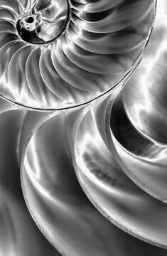 Close-up of a Nautilus Shell in Black and White