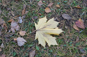 autumn leaves on the ground