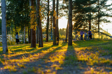 A sunlit forest park during golden hour