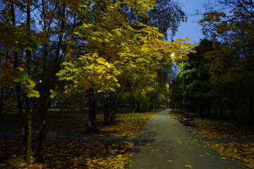 autumn in the forest