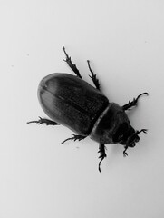Black Beetles bug isolate on white background 