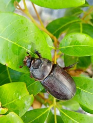 Closeup of Phyllophaga or beetles or bugs with green leaf background.