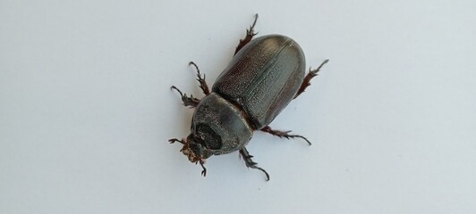 Closeup of Phyllophaga or beetles or bugs in white background isolated