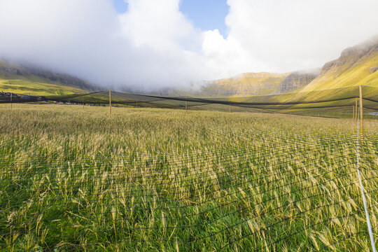Cereal crops protected by bird netting in the Faroe Islands