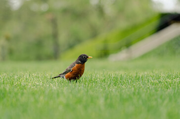 American robin with green background
