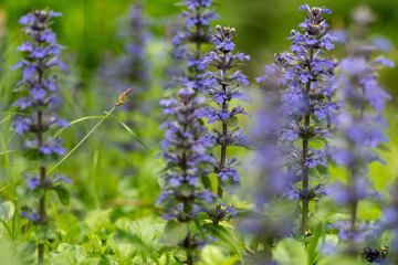 Colorful wild flowers in spring season