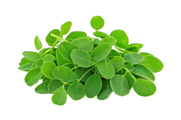 Moringa Leaves Isolated on Transparent Background 