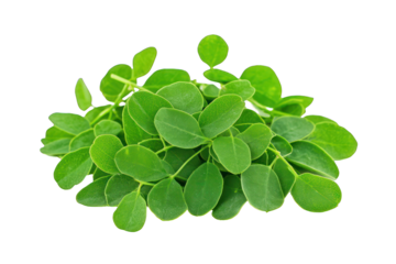 Moringa Leaves Isolated on Transparent Background 