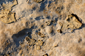 Fossilized imprints reveal ancient life in rock layers on a sunny afternoon in nature gallery.
