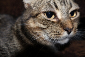 sad gray cute fluffy cat lies on a chair or bed and looks as if asking for food