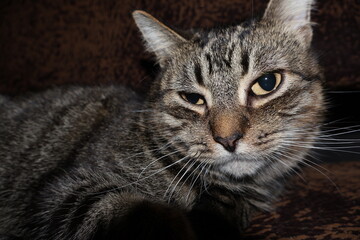 sad gray cute fluffy cat lies on a chair or bed and looks as if asking for food