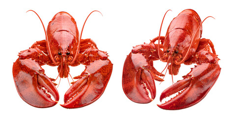 Red lobster isolated on white background
