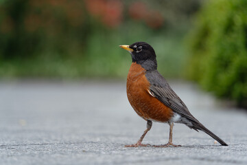American robin with green background