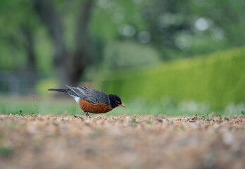 American robin with green background