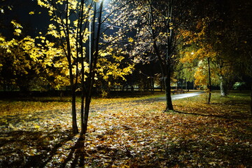 autumn in the park in autumn