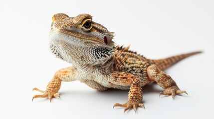 Naklejka premium A Bearded Dragon Lizard is presented on a striking white background for visual appeal