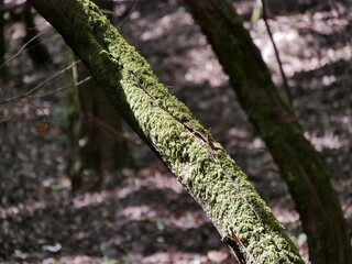 Fototapeta premium Wanderung Las Creces Nationalpark Garajonay, La Gomera