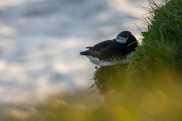Puffins at sunset in Iceland