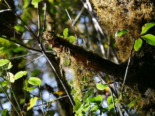 Flechten hängen an Bäumen im Nationalpark Garajonay