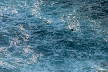 Puffins flying over the ocean in Iceland