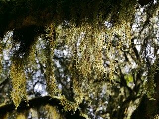 Flechten hängen an Bäumen im Nationalpark Garajonay