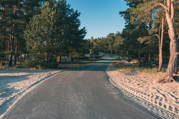 Paved pathway through a forested park with evening sunlight