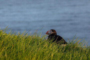 Puffins at sunset in Iceland