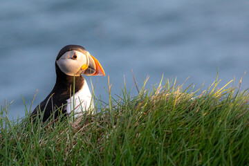 Puffins in the Westfjords in Iceland