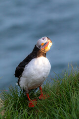 Puffins in the Westfjords in Iceland