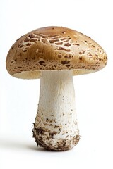 A Fresh Edible Mushroom Placed on a White Background for Visual Appeal and Clarity