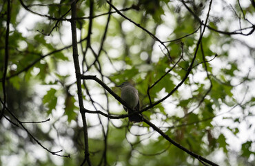 Obraz premium A bird on the tree