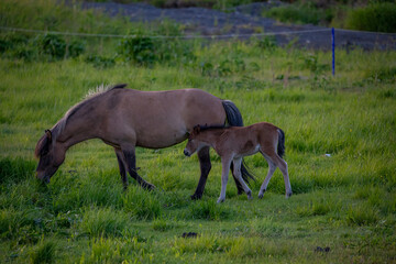 Fototapeta premium Horses in Iceland at sunset
