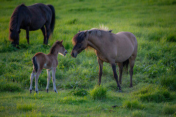 Horses in Iceland at sunset